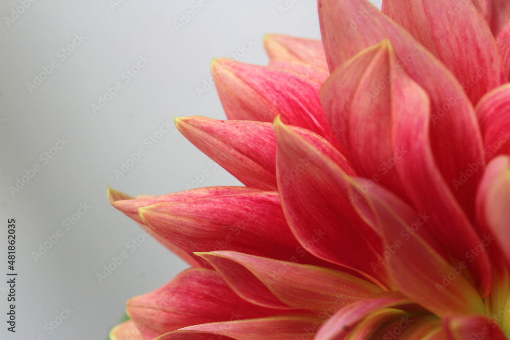 close up of pink dahlia flower petals close up of pink dahlia flower petals