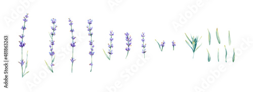 Watercolor lavender flower branches and leaves collection. Botanical illustration with summer violet, blue flowers for wedding invitations, greeting cards