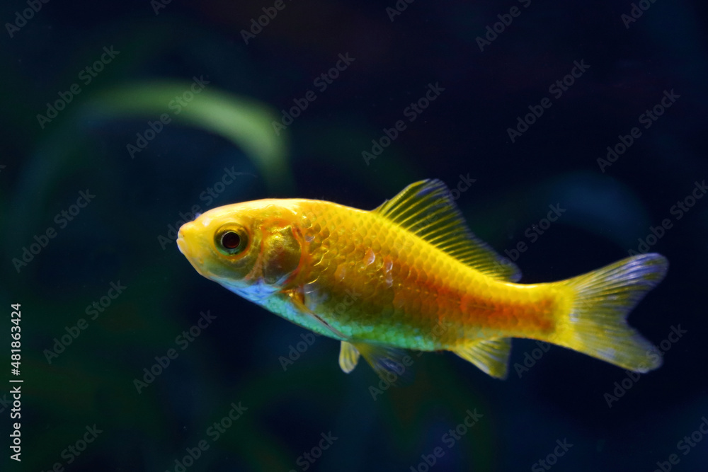 Goldfisch / Goldfish / Carassius auratus Goldfisch / Goldfish / Carassius auratus