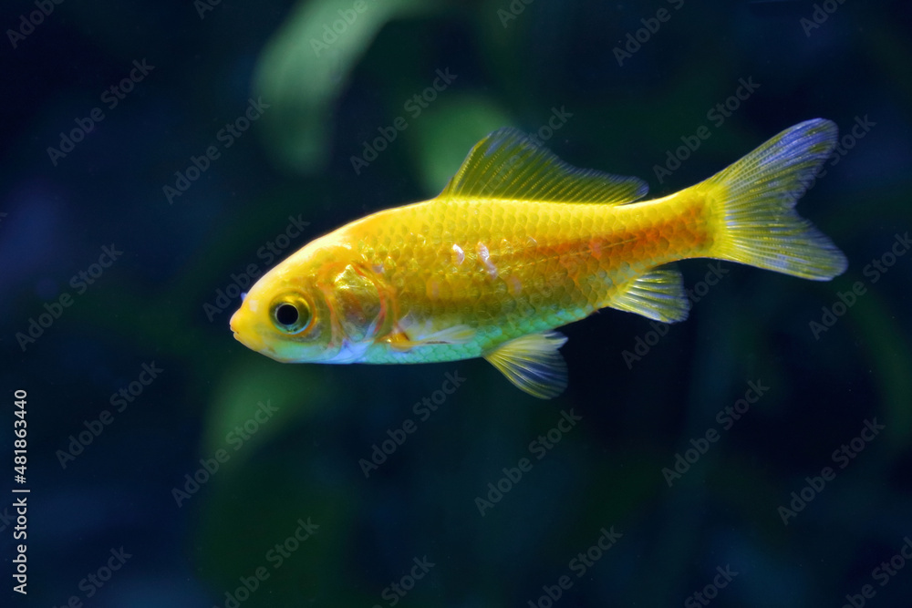 Goldfisch / Goldfish / Carassius auratus Goldfisch / Goldfish / Carassius auratus