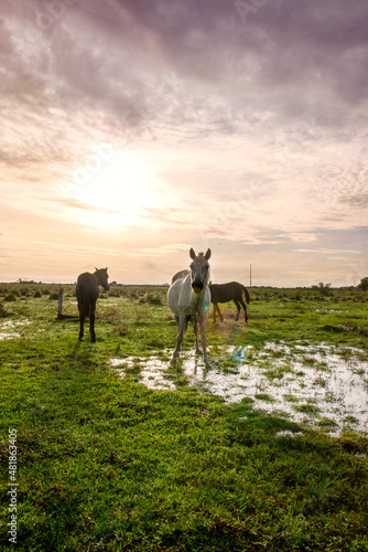 beautiful horses in the meadows © Josemanuelportraits
