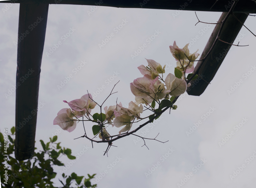 bougainvillea hanging out across an old bamboo branch.  beautiful flowers.  - obrazy, fototapety, plakaty 