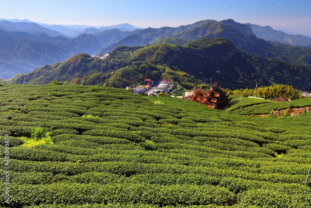 Tea fields of Alishan, Taiwan