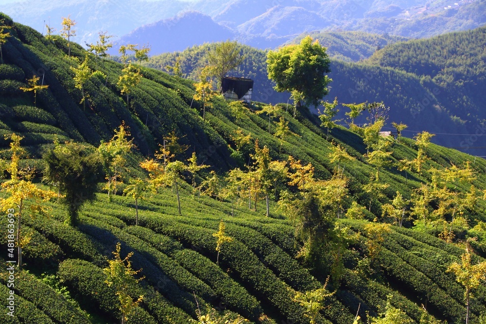 Tea fields of Alishan, Taiwan