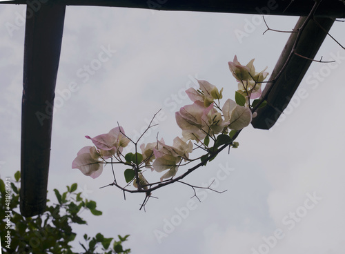 bougainvillea hanging out across an old bamboo branch. beautiful flowers. 
