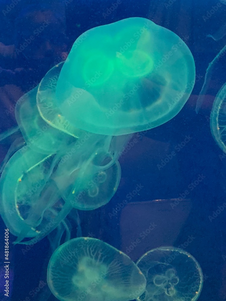 jelly fish in the water jelly fish in the water