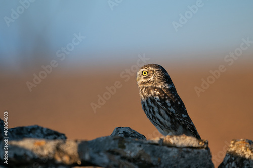 LIttle owl on the lasts lights of the day