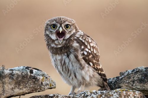 Little owlet with open mouth on the morning