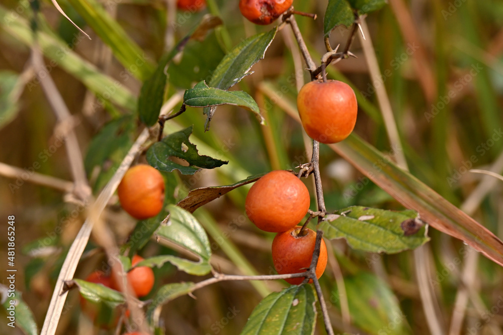 closeup the bunch ripe red orange wild berry holding with branch and leaves over out of focus green brown background.