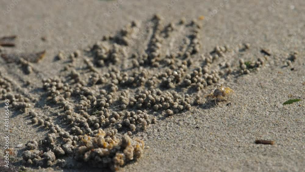 Crab on the beach makes sand balls Crab on the beach makes sand balls