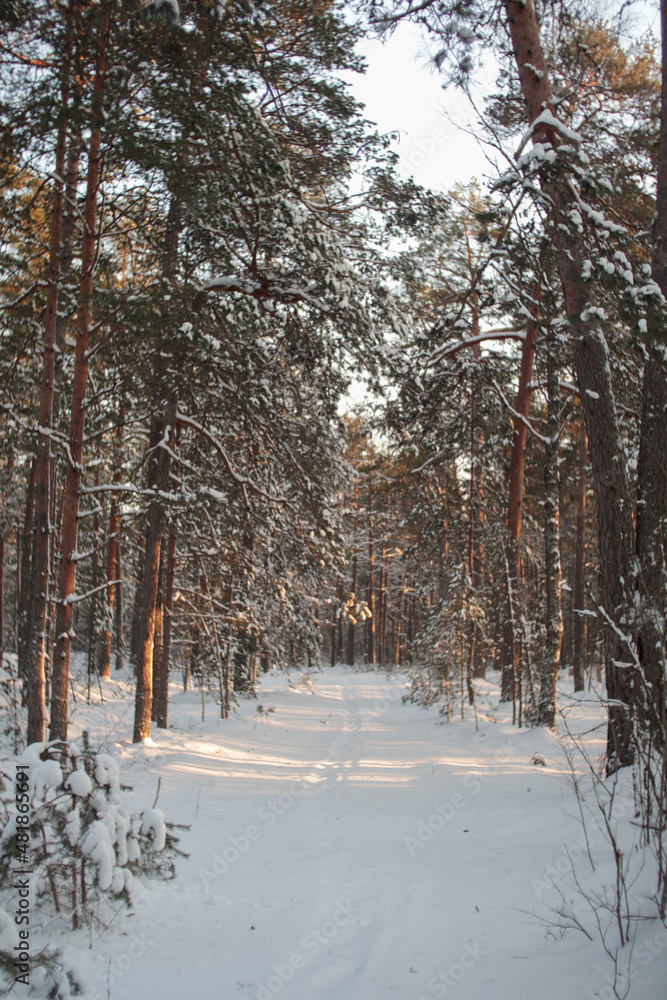 Fototapeta premium forest in winter