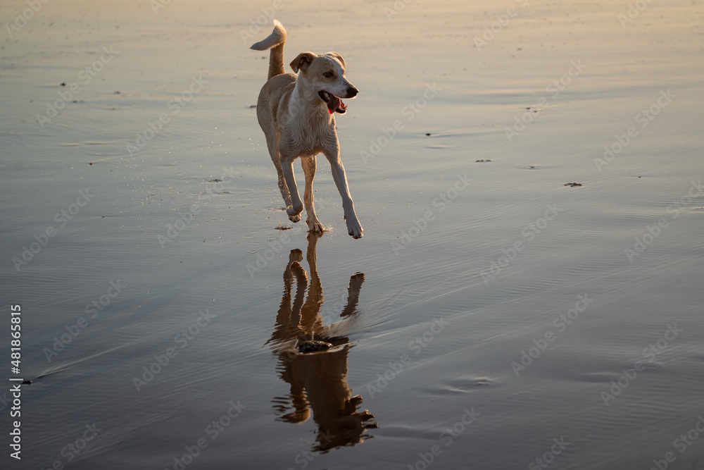 Female mixed dog running in the beach in Cadiz
