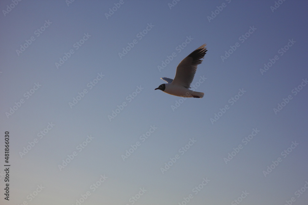 Obraz premium gaviota volando sobre el cielo azul