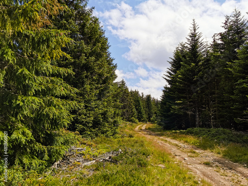 Route forestière, Margeride, forêt du Liconès, Saint-Privat-du-Fau, Massif central, Lozère, Occitanie, France