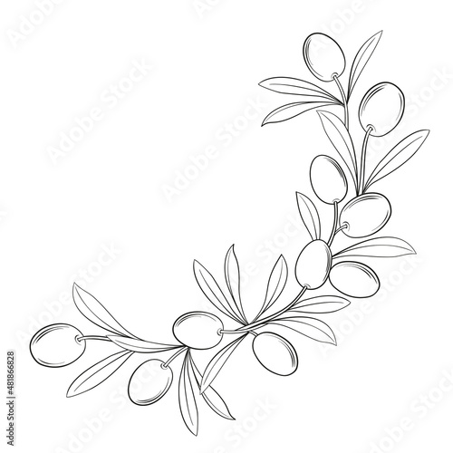 Vector drawing of a frame from olive branches on a black and white background.