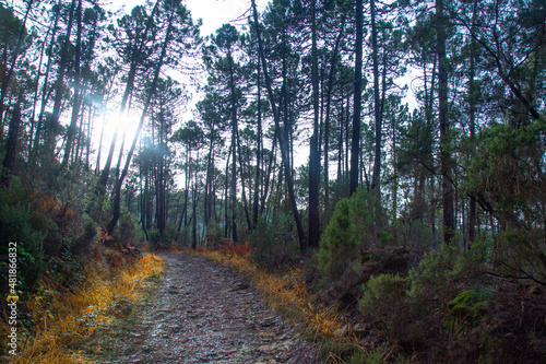  Road in a pine forest in winter, the rays of the sun break through the crowns of pines