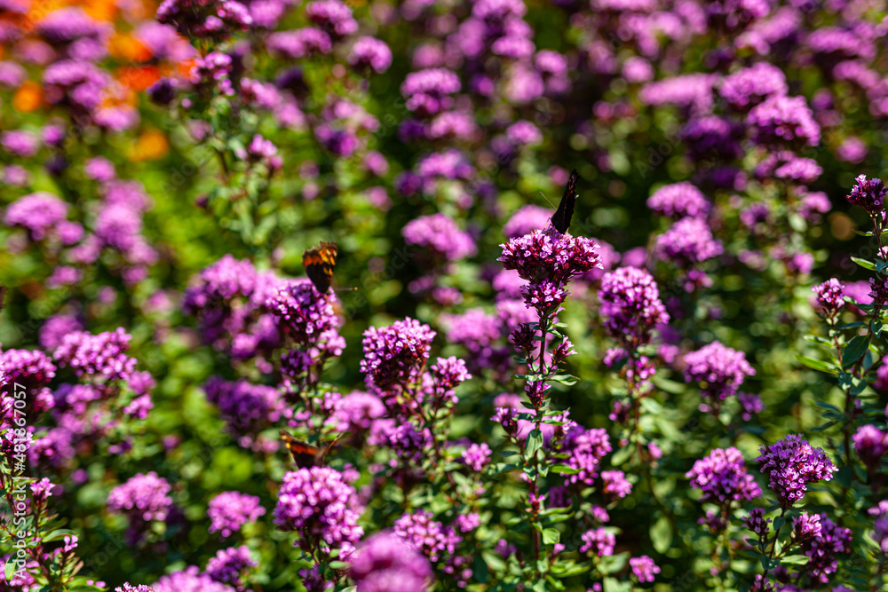 Close up Violet Garden Flowers