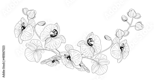 Vector drawing of a frame from orchid branches on a black and white background.