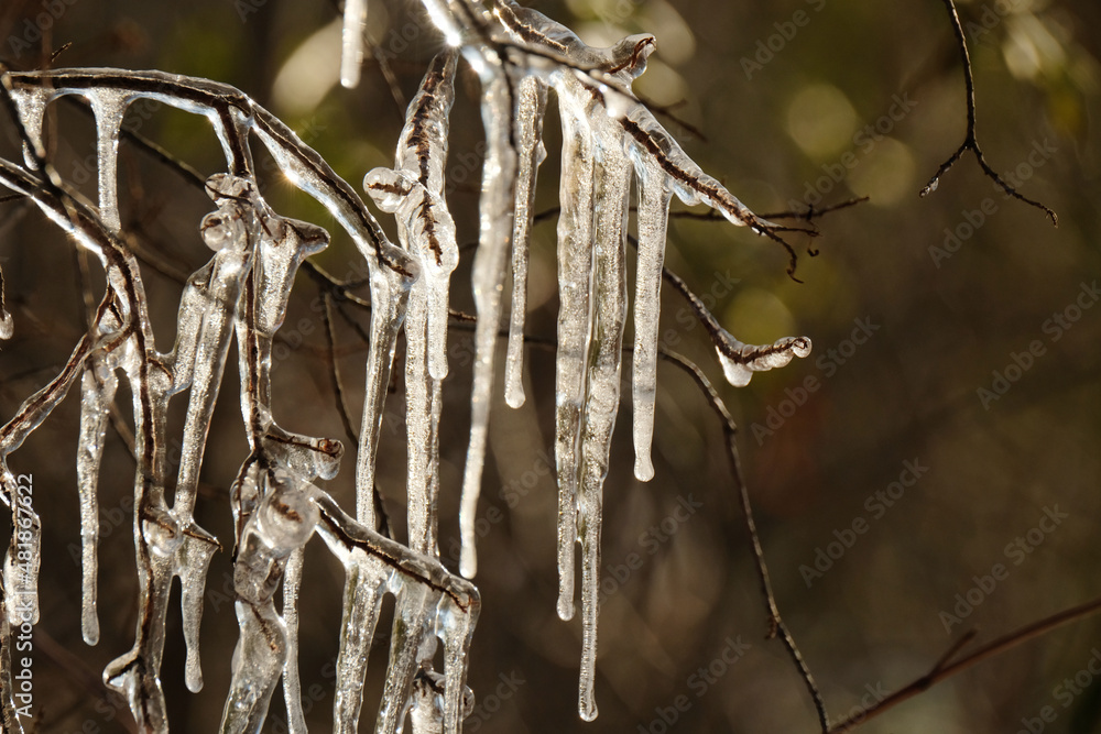 Icicle on tree branch during winter freeze weather. Icicle on tree branch during winter freeze weather.