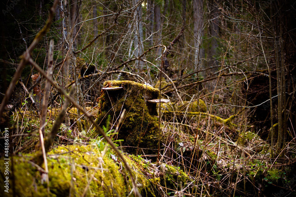 Obraz premium природа и заброшенное