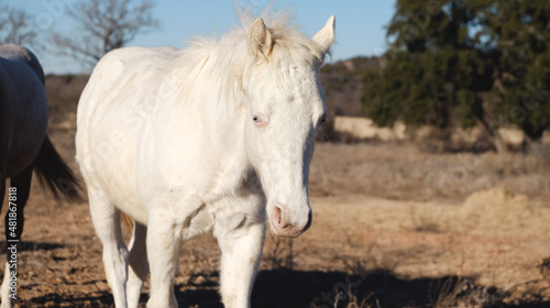 Young white horse on equine ranch during winter in Texas.