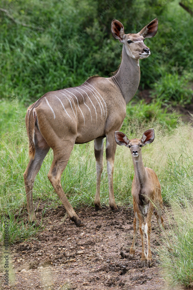 Kudu with calf, Kruger National Park Kudu with calf, Kruger National Park