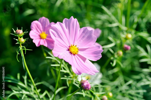cosmos flower or Mexican aster flower
