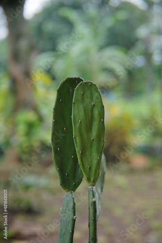 close-up of Opuntia cochenillifera with mottled spines.
cactus with blur background. Centong cactus or Opuntia cochenillifera is a type of cactus that belongs to the Cactaceae family.
