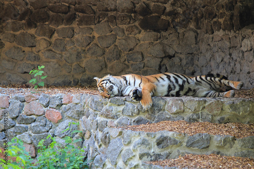Fotografija formidable tiger peacefully basking in the meager autumn sun
