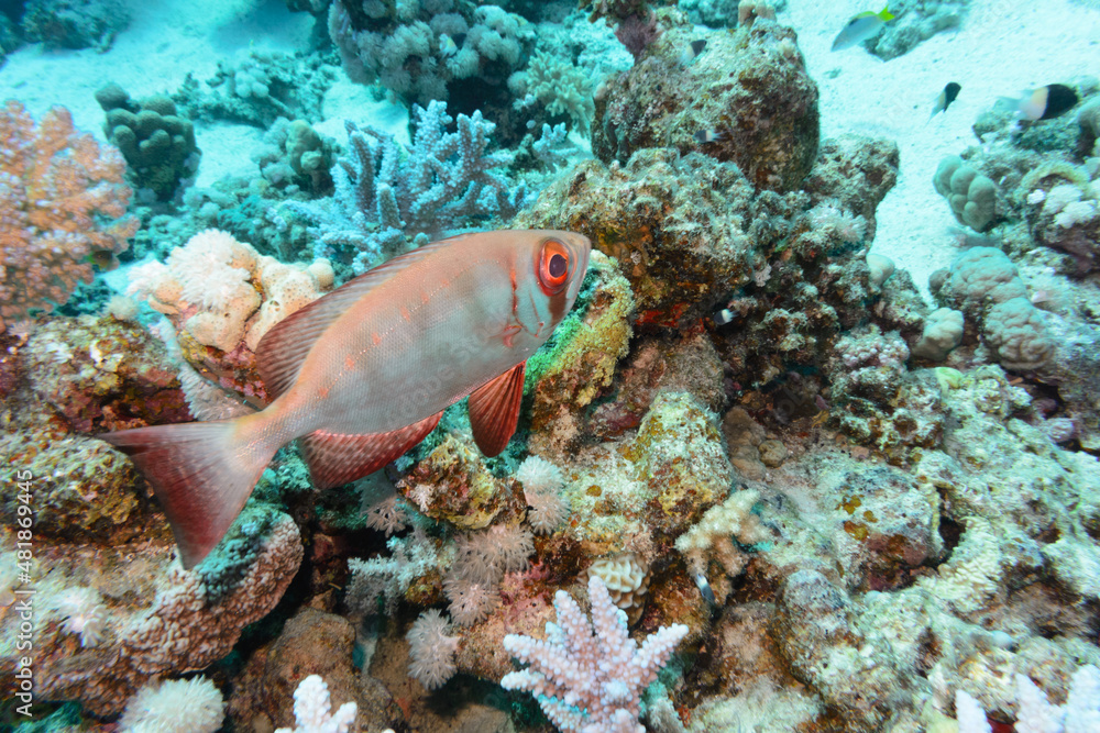 Obraz premium fish underwater