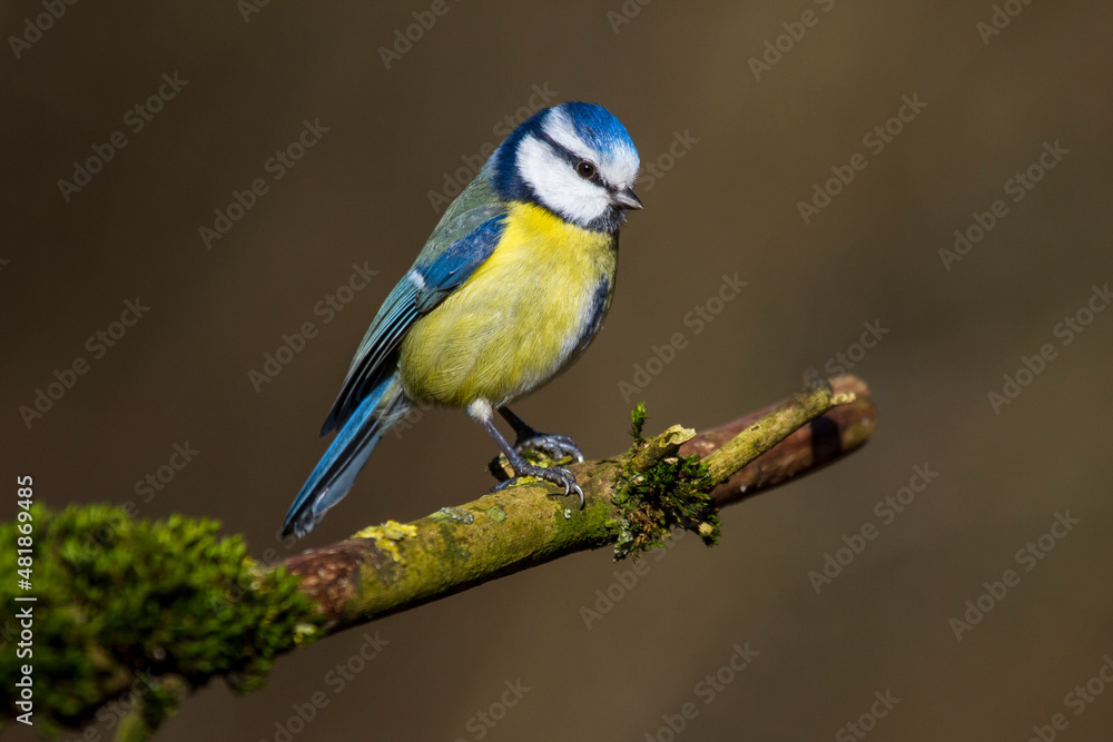 Obraz premium Blaumeise (Cyanistes caeruleus)