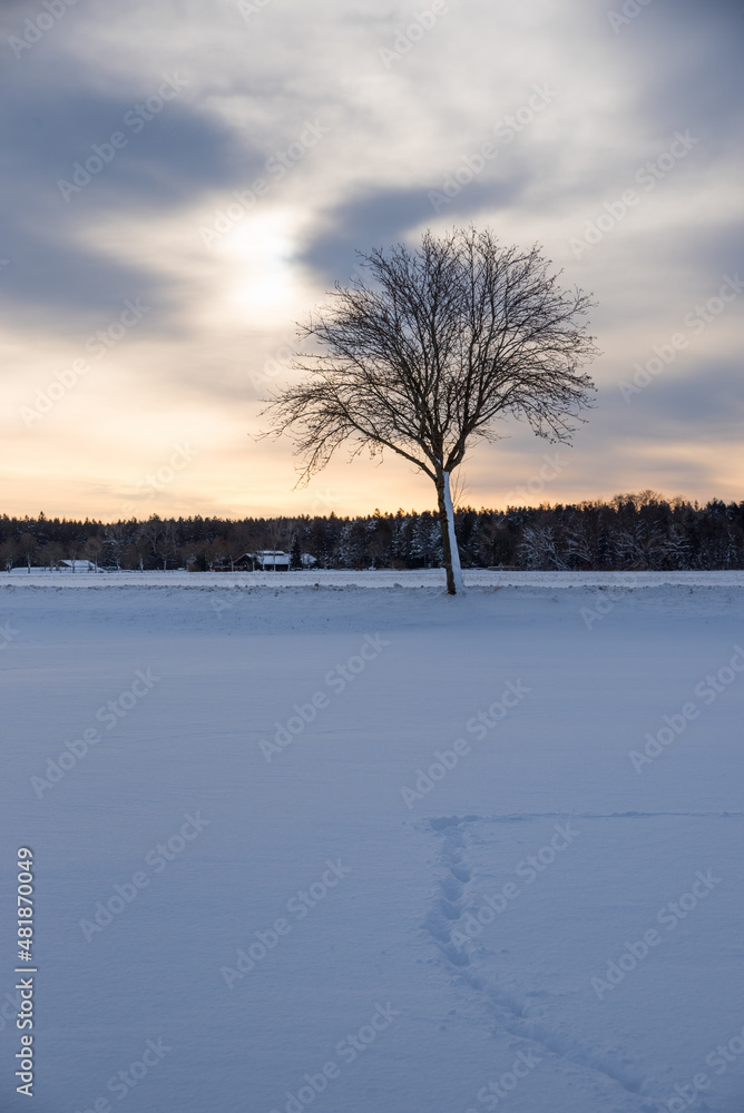 winter landscape at sunset, bare-leaved tree and forest in the background