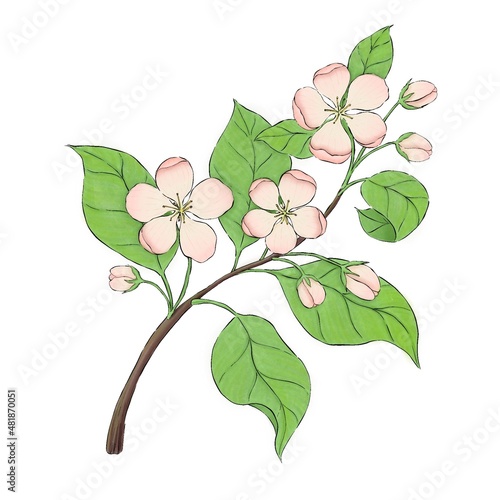 illustration of a blossom