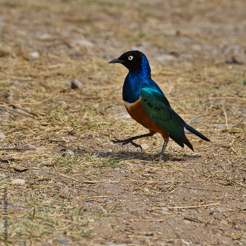 Superb starling, Lamprotornis superbus, in Samburu National Reserve in Kenya. Superb starling, Lamprotornis superbus, in Samburu National Reserve in Kenya.