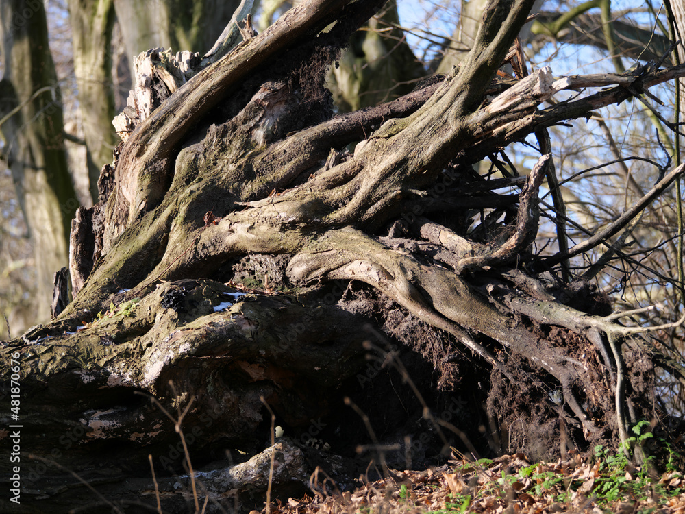 Erodierte Wurzeln eines Baums als Geflecht vom Wind und Regen geschliffen Erodierte Wurzeln eines Baums als Geflecht vom Wind und Regen geschliffen