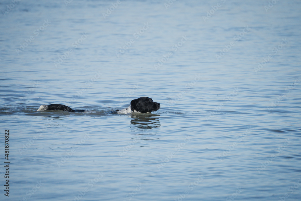 Fototapeta premium Female mixed dog swimming in the beach