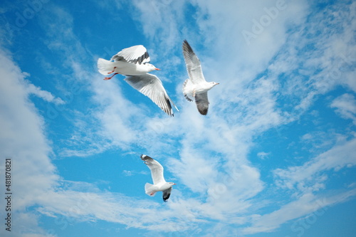 seagull in flight