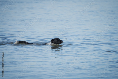 Female mixed dog swimming in the beach