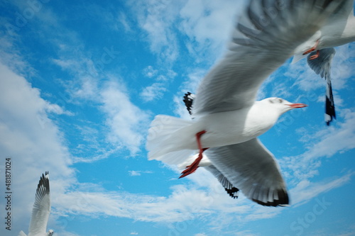 seagull in flight
