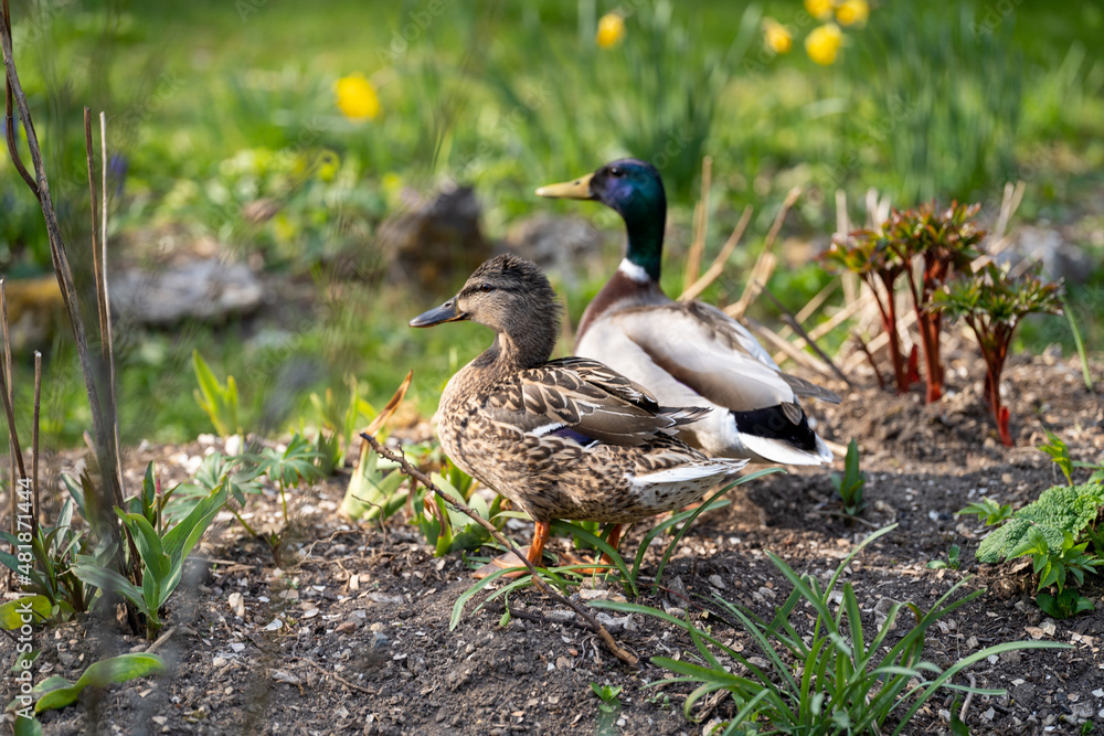 Obraz premium Entenpaar