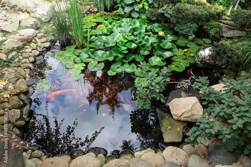 Beautiful pond with fish in garden