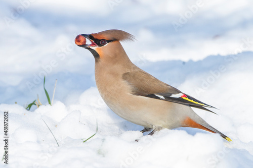 Seidenschwanz (Bombycilla garrulus) photo