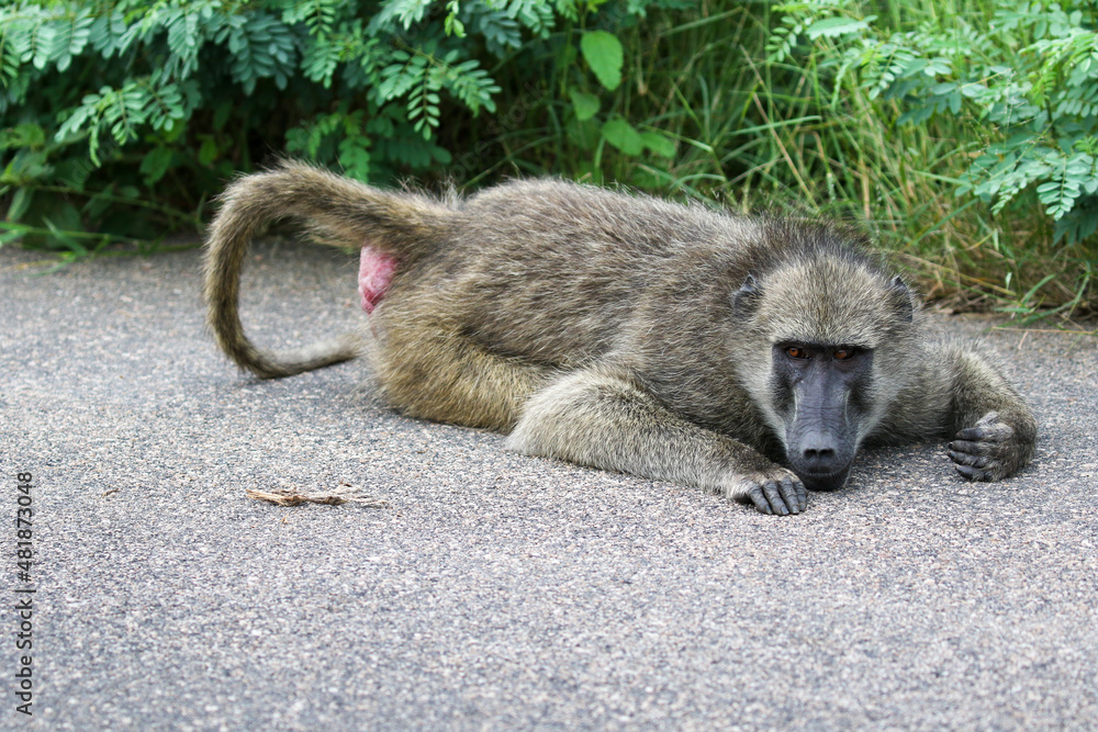Obraz premium Chacma Baboon, Kruger National Park