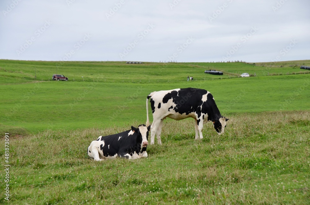 Vacas pastando en el verde prado. Asturias, España, Europa