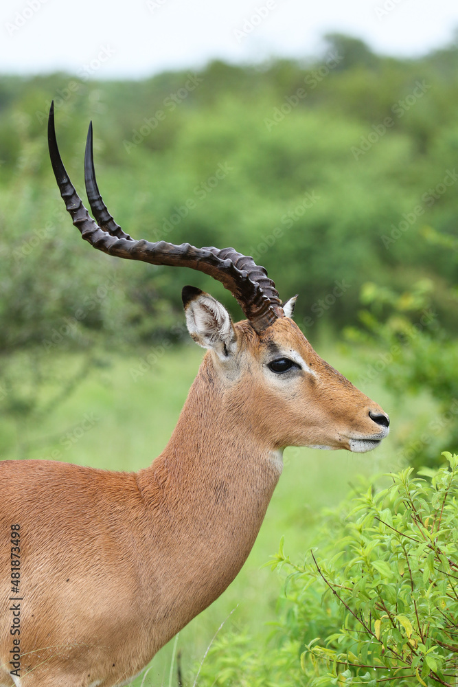 Impala Ram, Kruger National Park