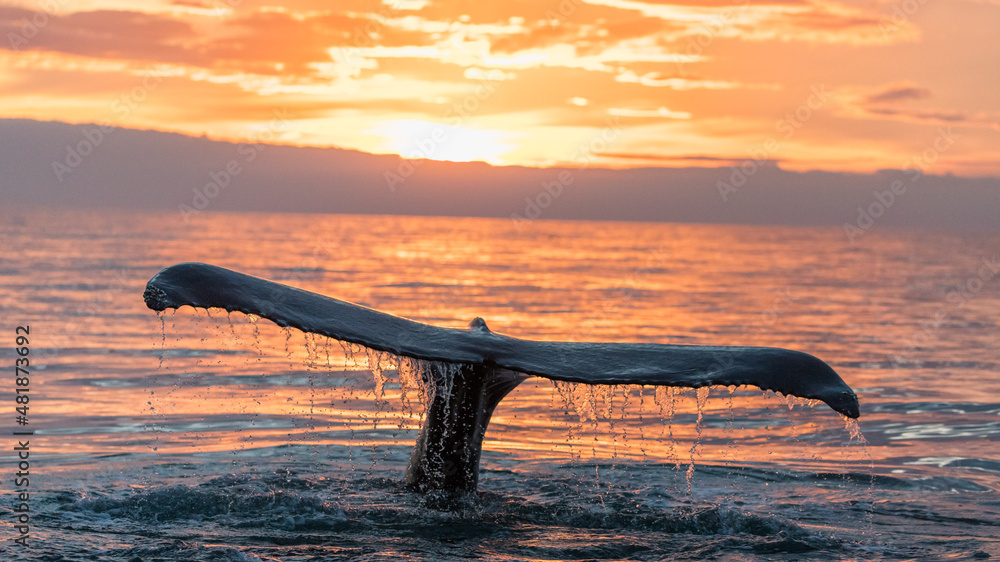 Fototapeta premium Humpback whales ( Megaptera novaeangliae ), the gentle giants of our ocean, displaying a wonderful and active behaviour in the Atlantic Ocean, in the Skaljfandi Bay, Husavik, Iceland.