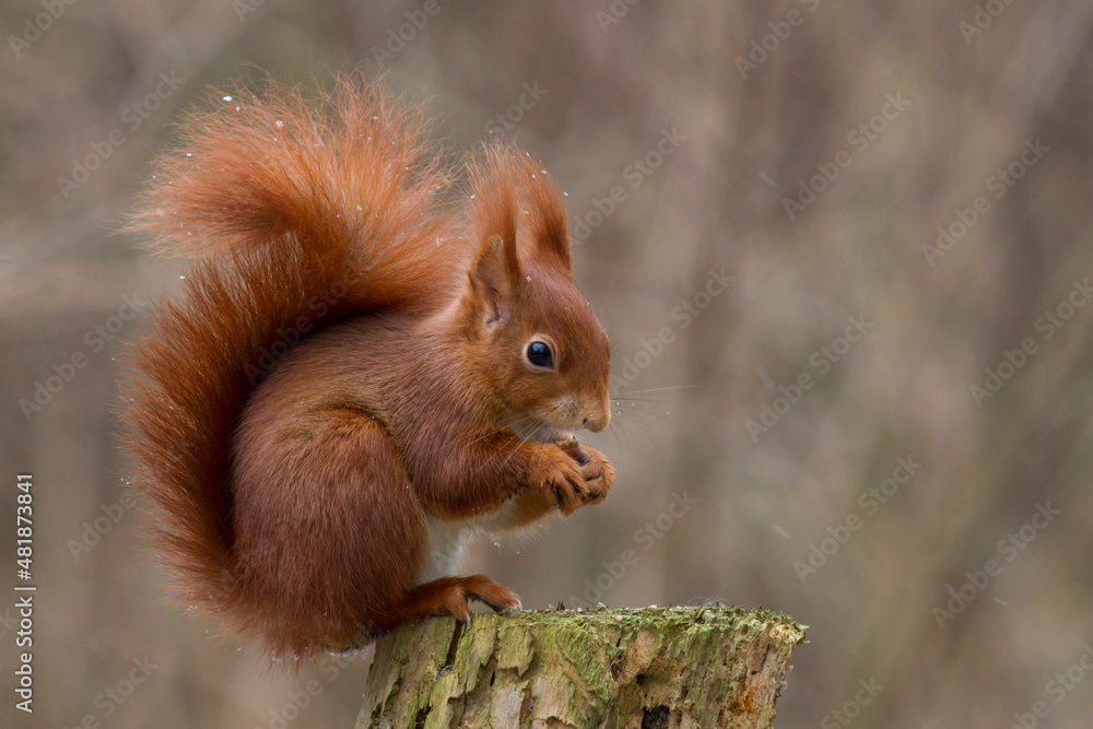 Eichhörnchen (Sciurus vulgaris) Eichhörnchen (Sciurus vulgaris)