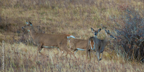 Trio of whitetai deer in Montana