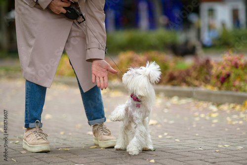 A small white dog walks with a woman owner in a city park.