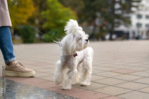 A small white dog walks with a woman owner in a city park.
